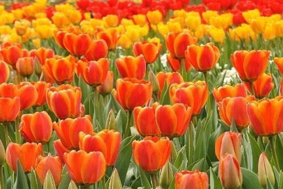 A field of tulips in various colors.