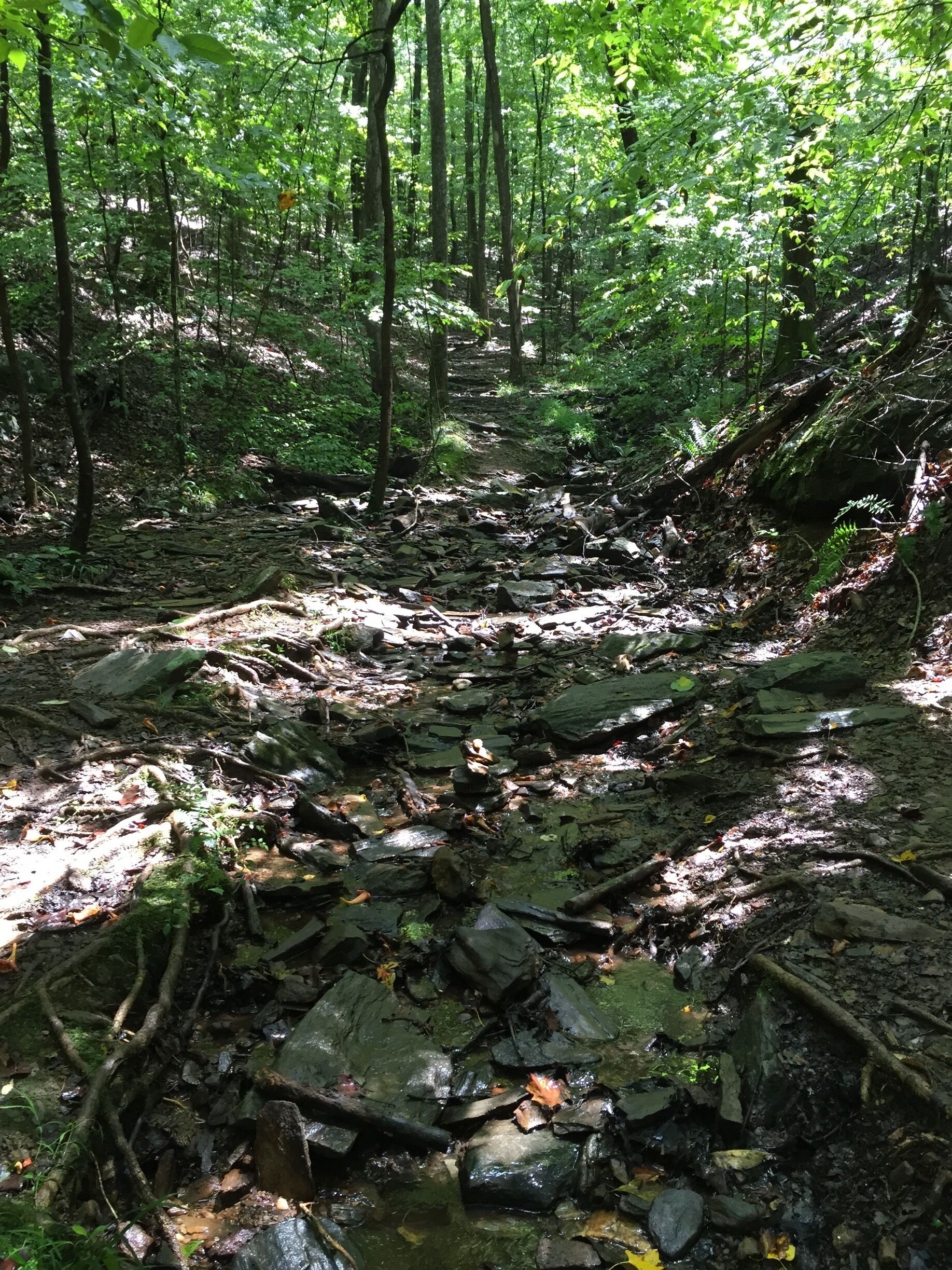 Along the yellow trail 