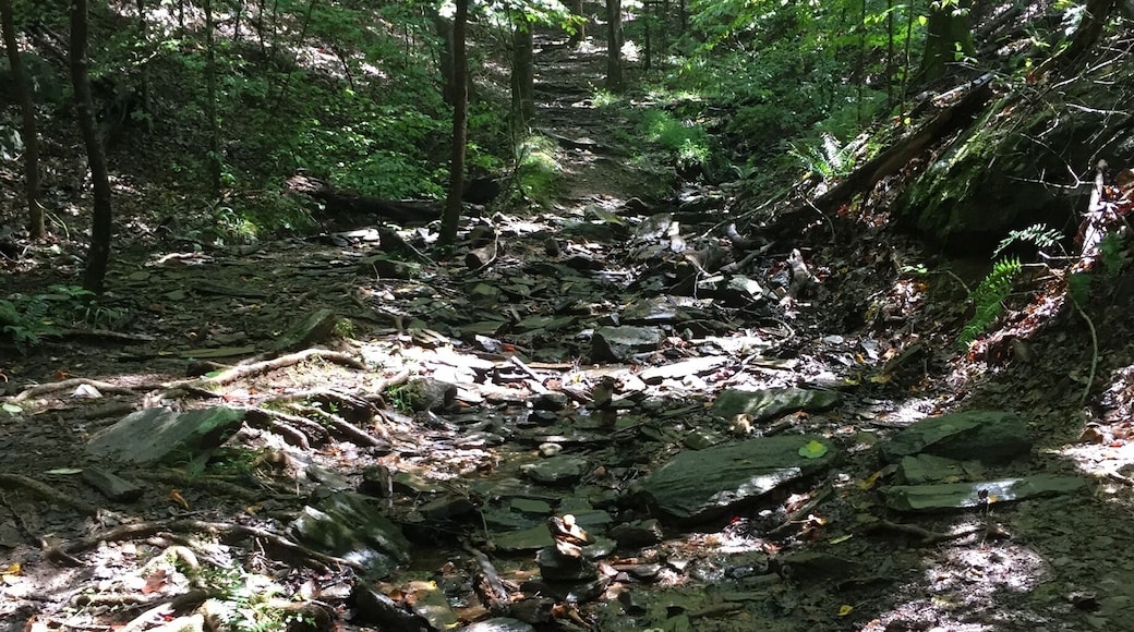 Along the yellow trail