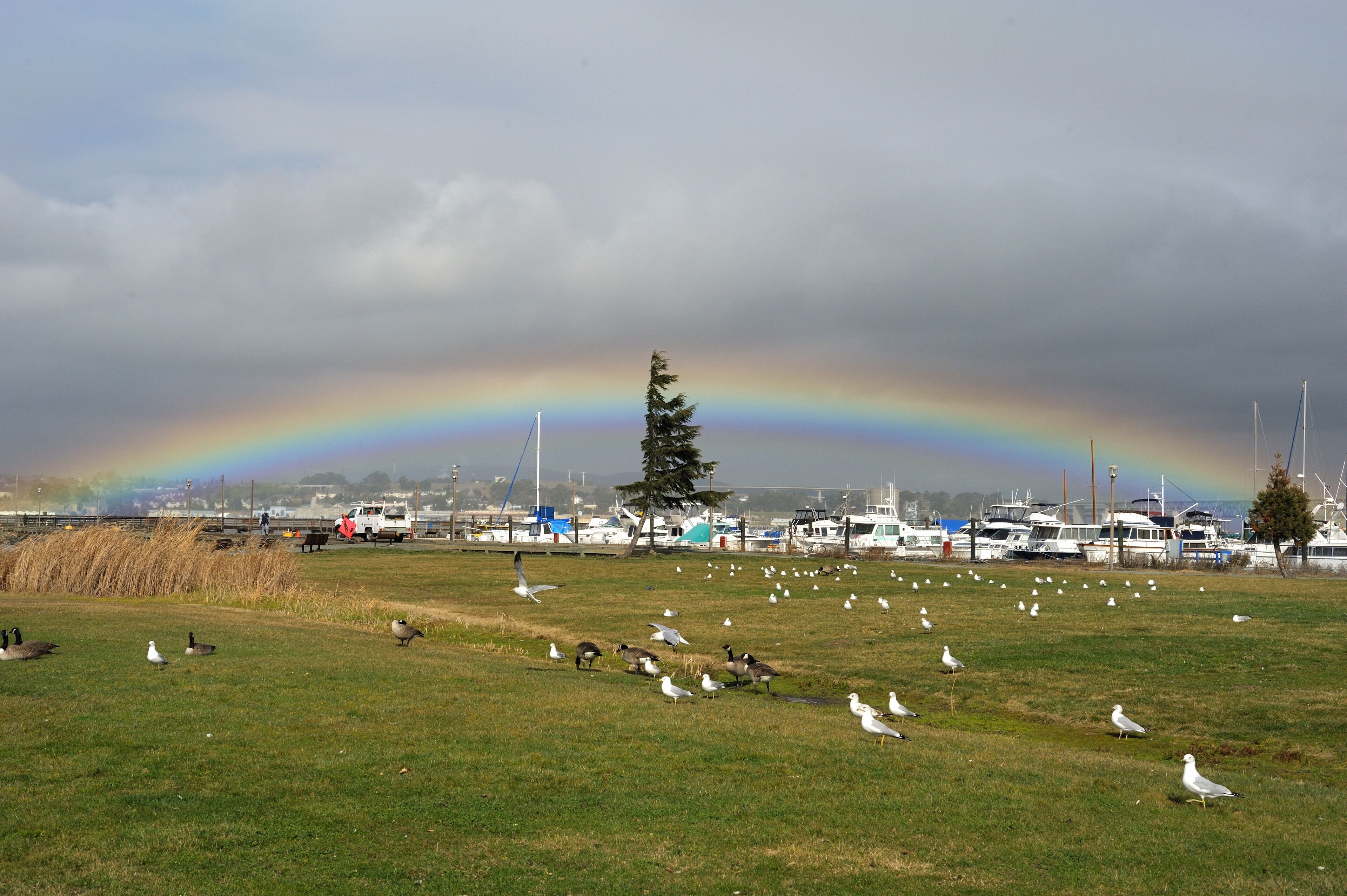 Rainbow over harbor Martinez California