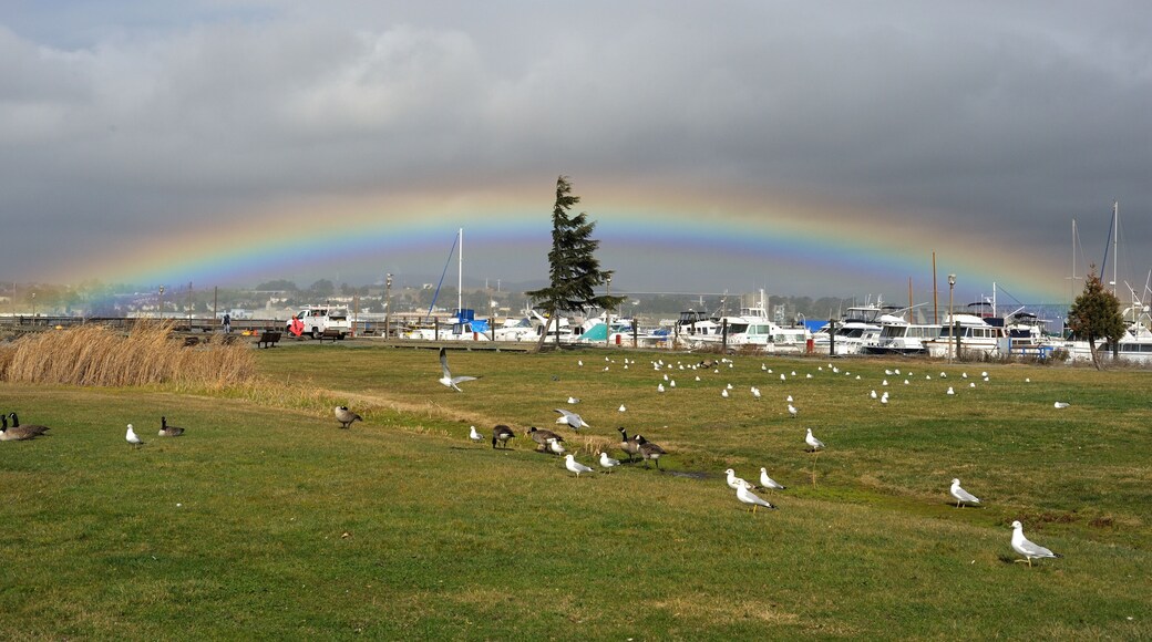 Rainbow over harbor Martinez California