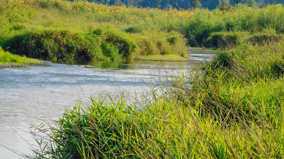 A river with surrounding greenery and a distant forest.