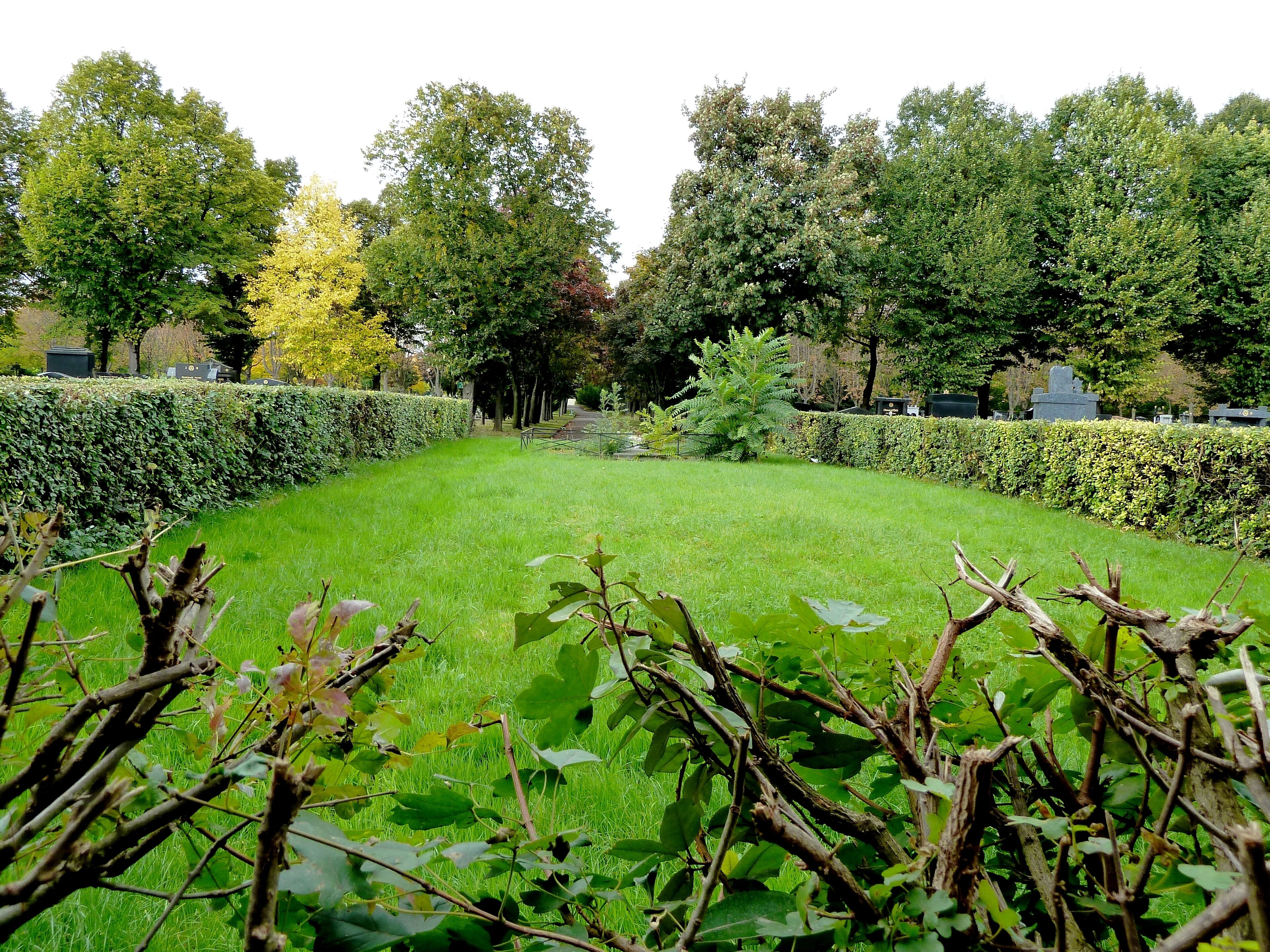 Pantin cimetiere parisien - Allée gazonnée entre les section 206 et 208, où se trouve l'ossuaire de la communaute juive.