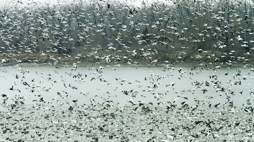 Snow Goose Migration. DeSoto National Wildlife Refuge is a fantastic location that has great viewing locations to include a glass enclosed, wheel-chair friendly viewing location right on the water. Easy to access, it is just about 5 miles off I-29. Expect Spring migration in mid-April...I was about a week late from the really massive flocks.