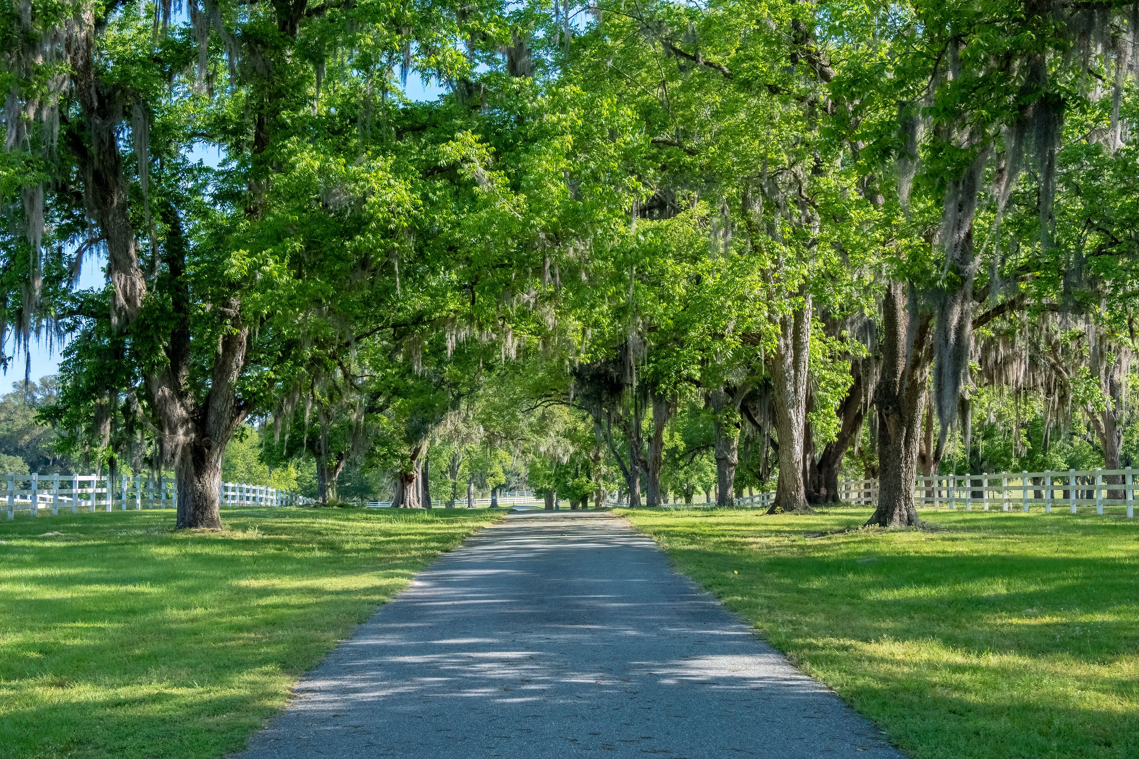 Live Oak Lined Driveway, Ashville Highway, County Road 146, Jefferson County, Florida