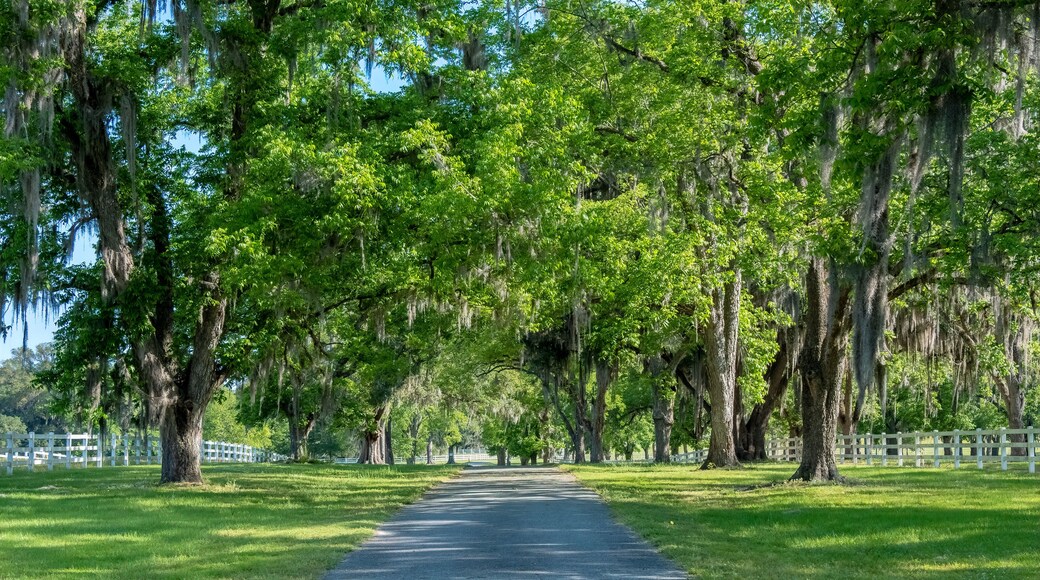 مونتيسيللو