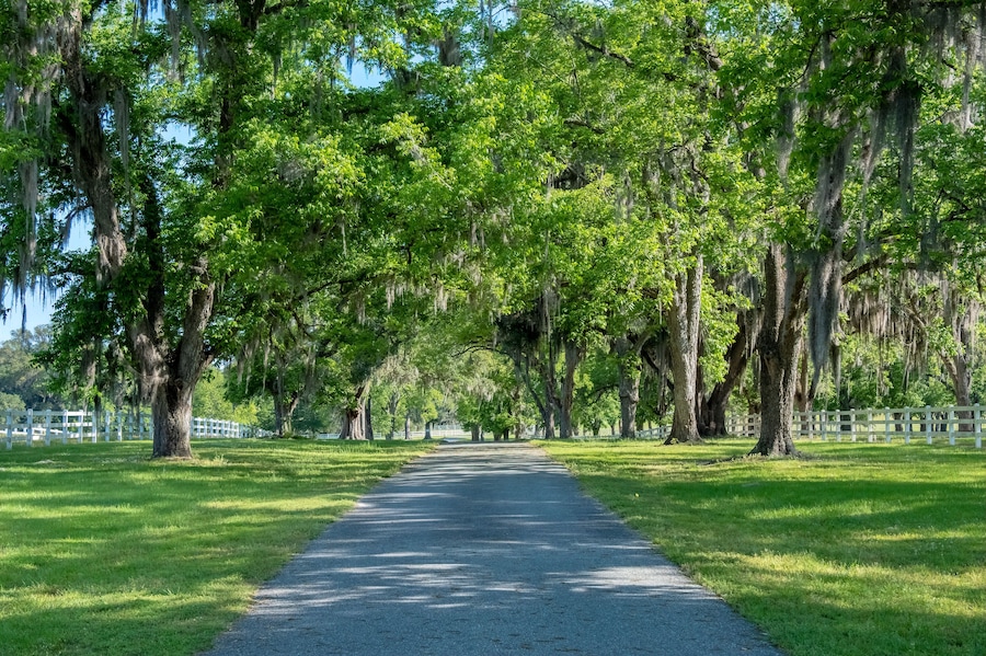 Live Oak Lined Driveway, Ashville Highway, County Road 146, Jefferson County, Florida
