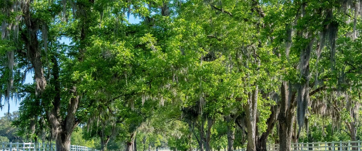 Live Oak Lined Driveway, Ashville Highway, County Road 146, Jefferson County, Florida