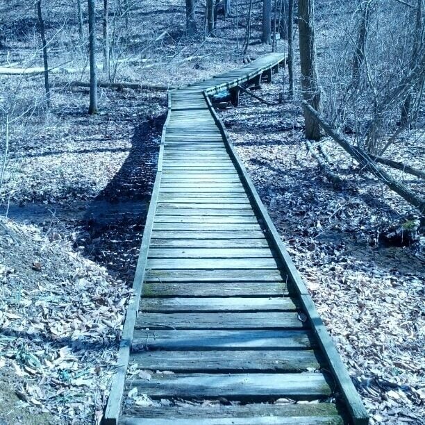 A section of boardwalk along the lakeside trail at Mt. Gilead State Park.