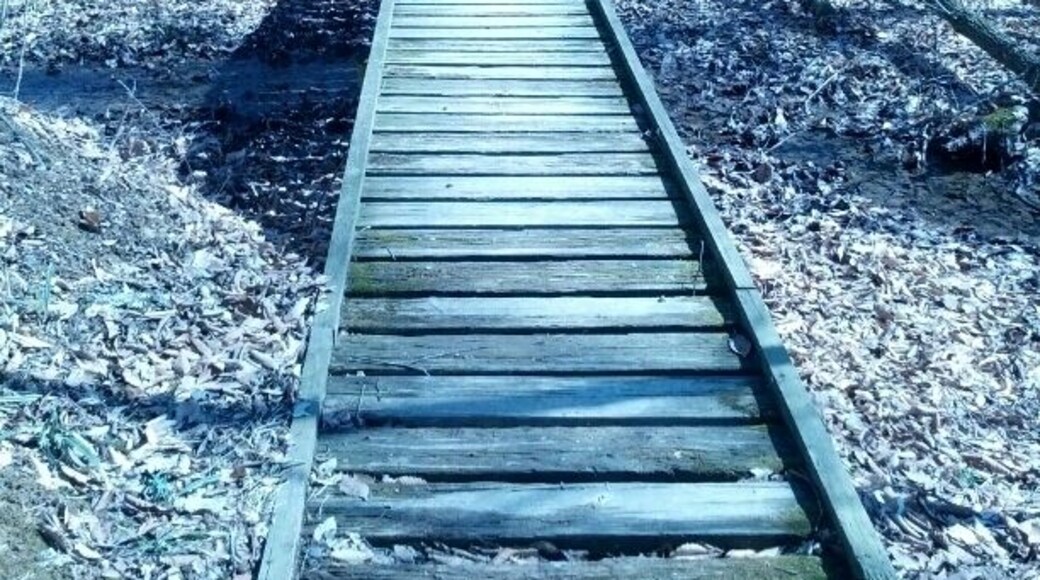 A section of boardwalk along the lakeside trail at Mt. Gilead State Park.