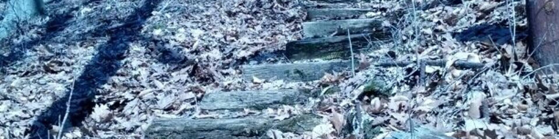 A rustic wooden staircase headed up the Dan's Creek loop trail in Mt. Gilead State Park.