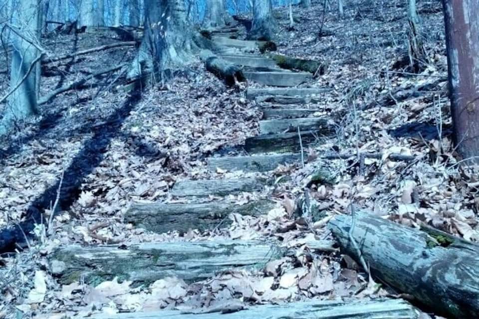 A forest trail with fallen logs and leaf-covered ground.