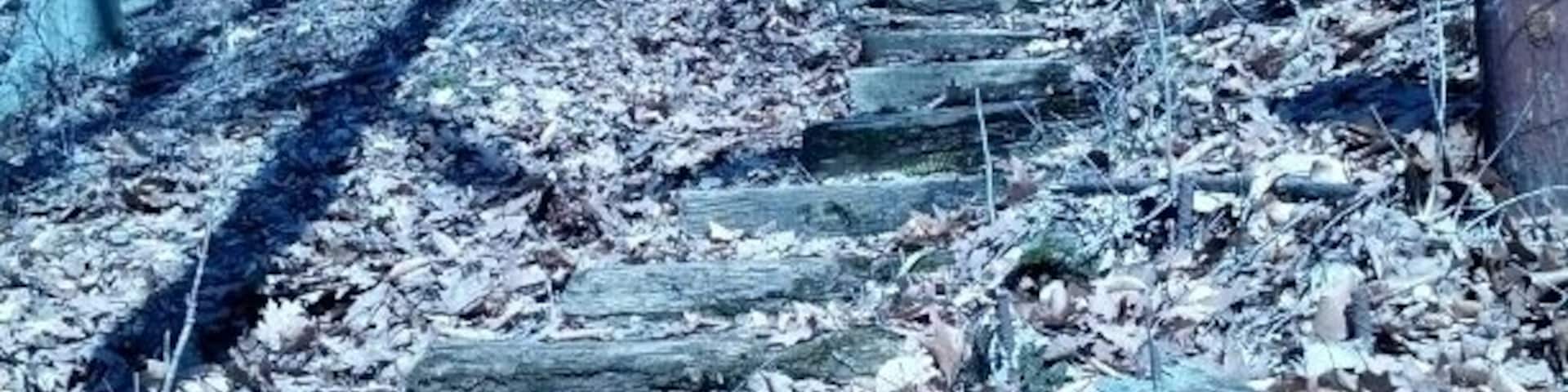 A rustic wooden staircase headed up the Dan's Creek loop trail in Mt. Gilead State Park.
