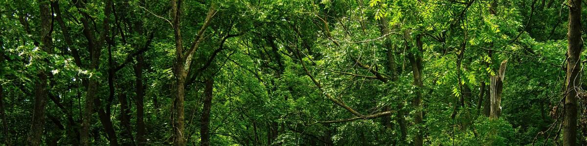 Summer landscape of a small wooden bridge in a lush green forest along the Military Ridge State Trail, near Mount Horeb, Wisconsin.