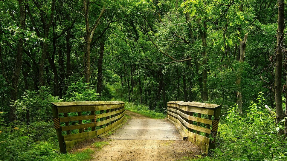 A wooden bridge in a forest.
