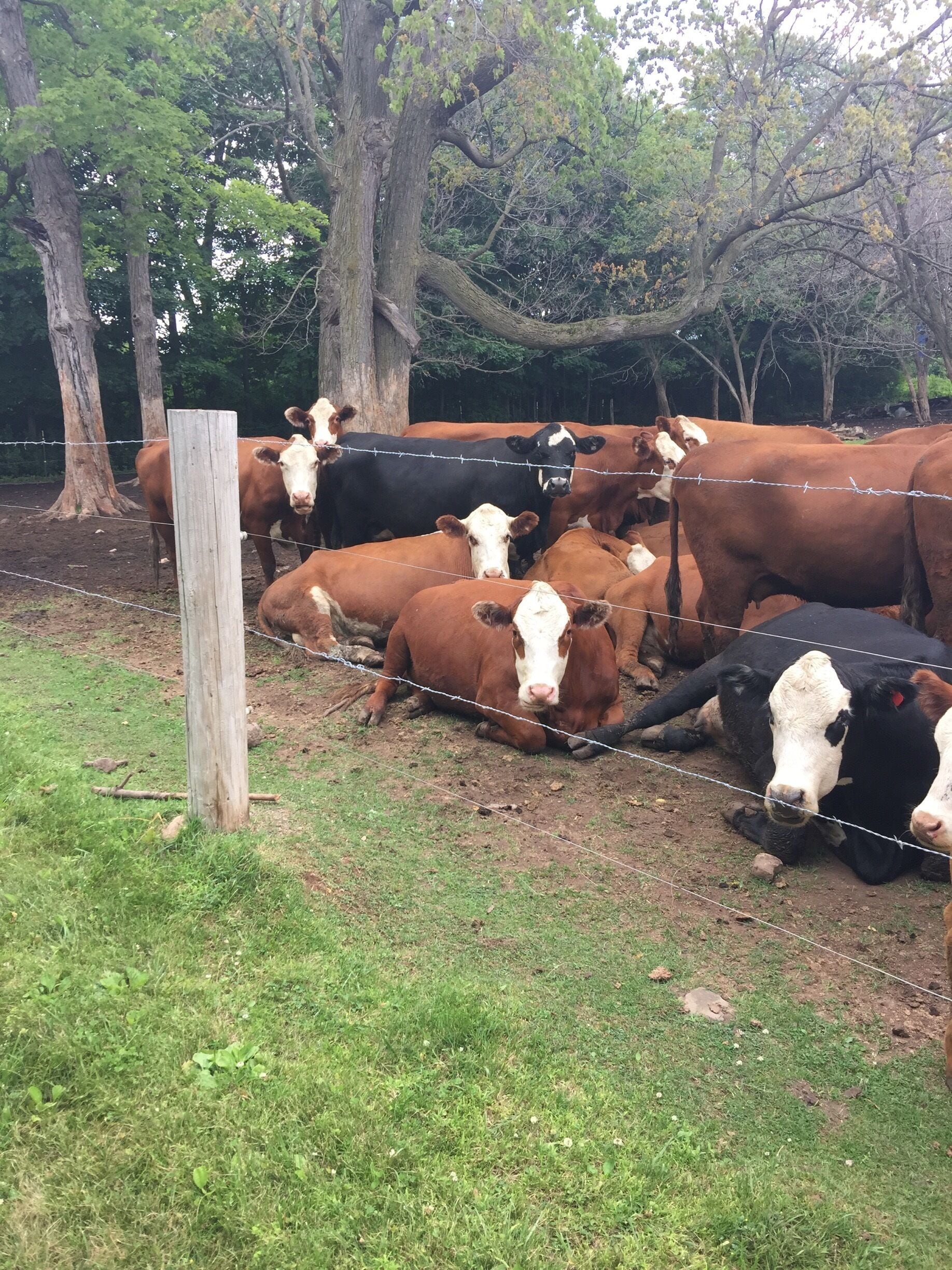 Nice trail next to Highway 10 in Winnebago County, Wisconsin.