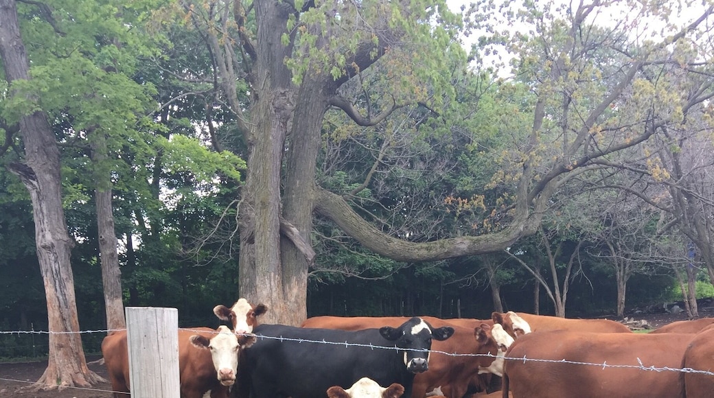 Nice trail next to Highway 10 in Winnebago County, Wisconsin.
