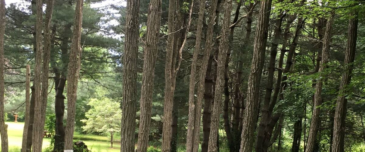 A forest with tall trees and a winding path.