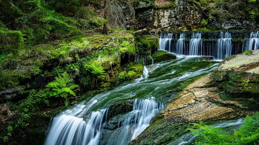Wodospad Szklarki usytuowany jest na wysokości 520 m n.p.m. i ma 13,3 m wysokości.Widok na górną część wodospadu.Zlewnia Szklarki porośnięta jest górnoreglowymi lasami świerkowymi.