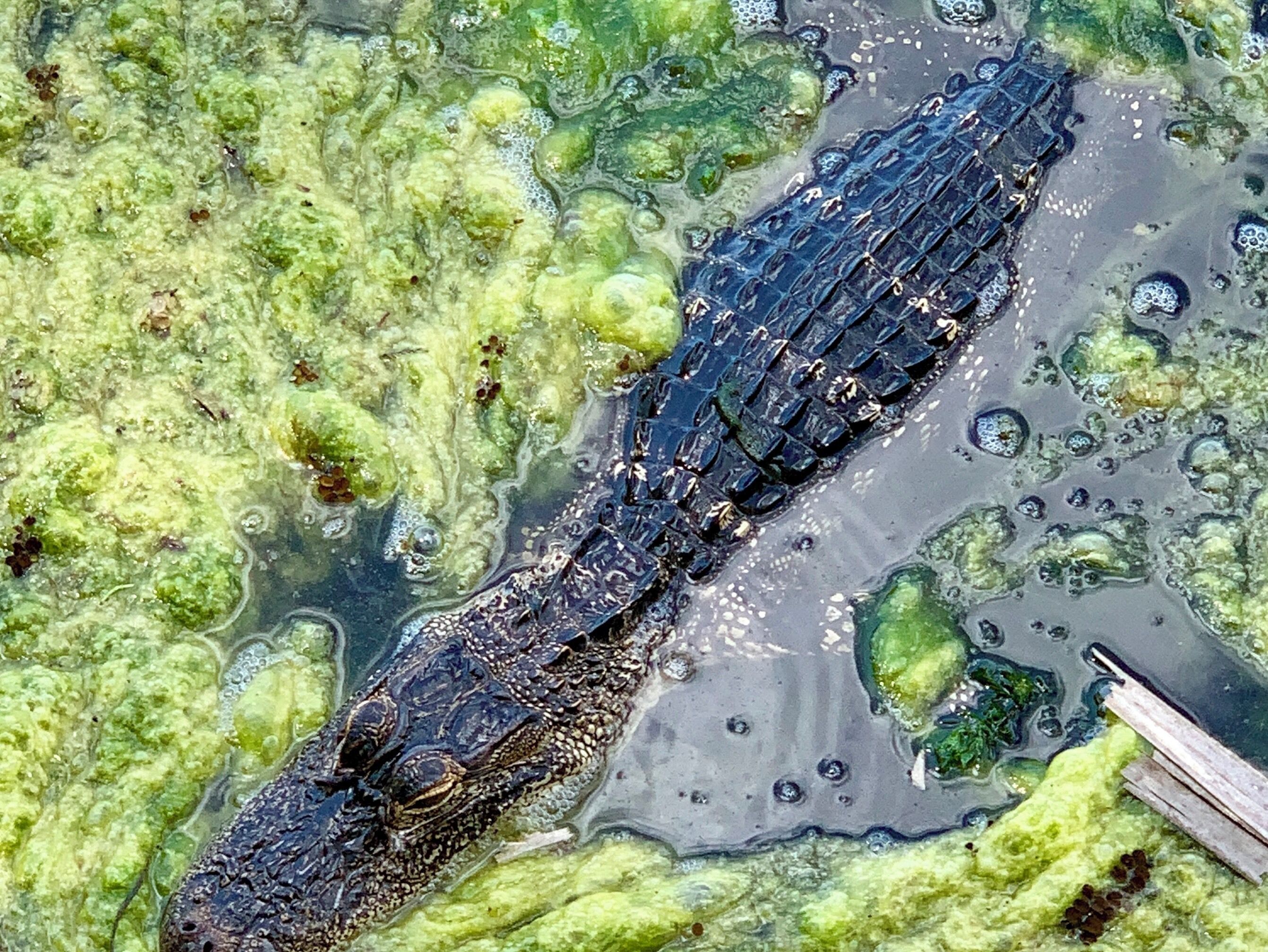 Hanging out at Lake Tarpin, Florida today... I made a new friend... lol