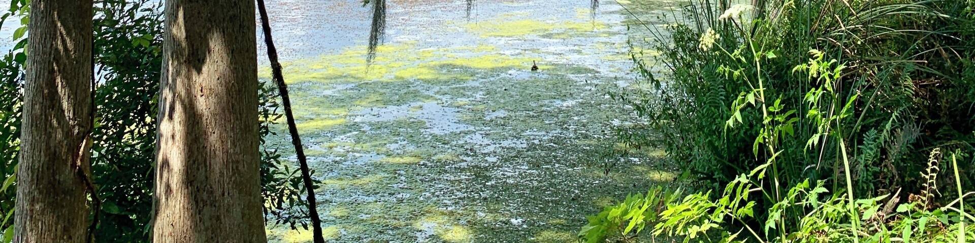 Hanging out at Lake Tarpin, Florida today...