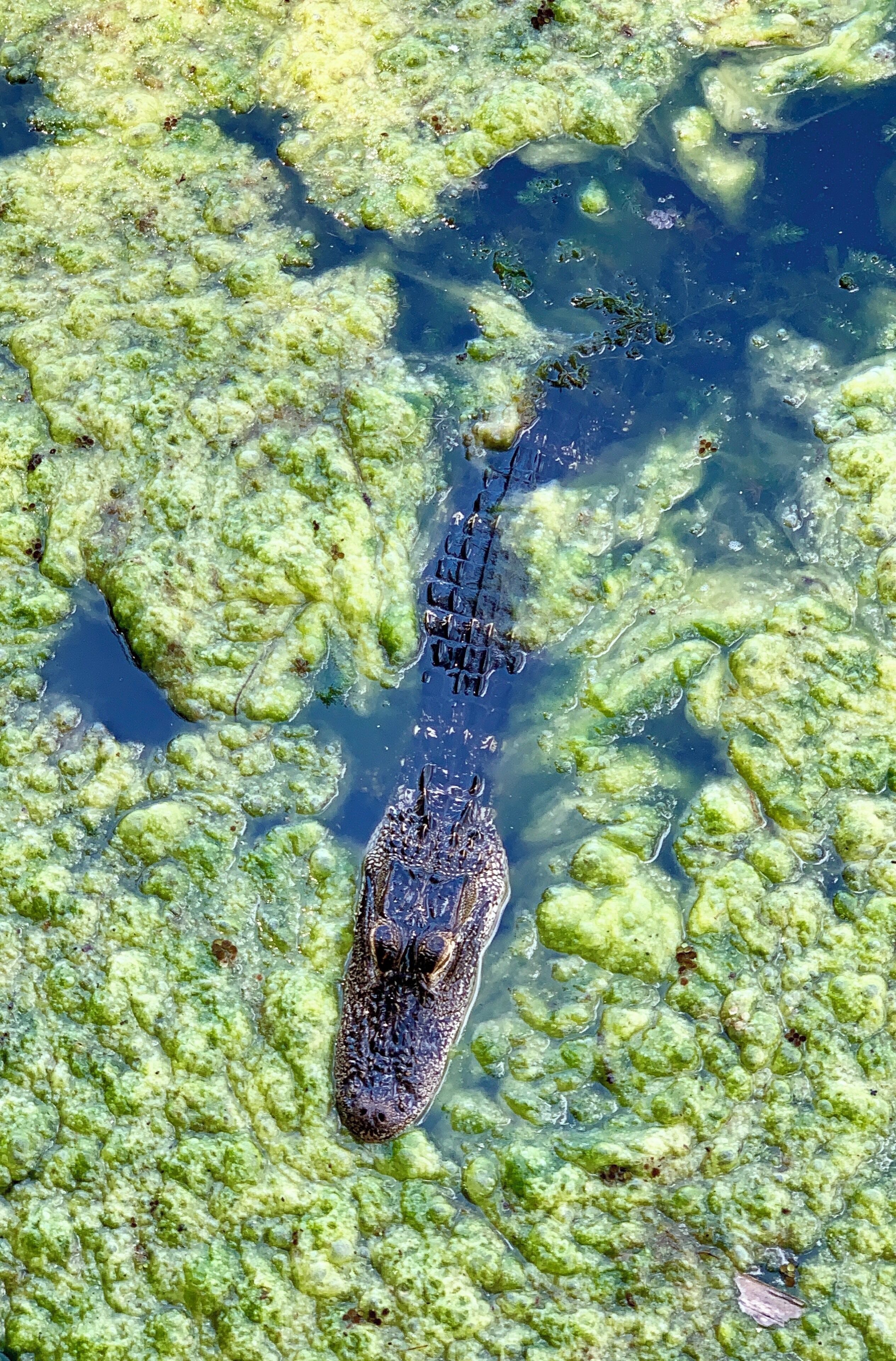 Hanging out at Lake Tarpin, Florida today... I made a new friend... lol