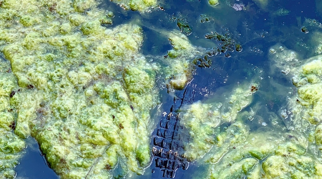 Hanging out at Lake Tarpin, Florida today... I made a new friend... lol