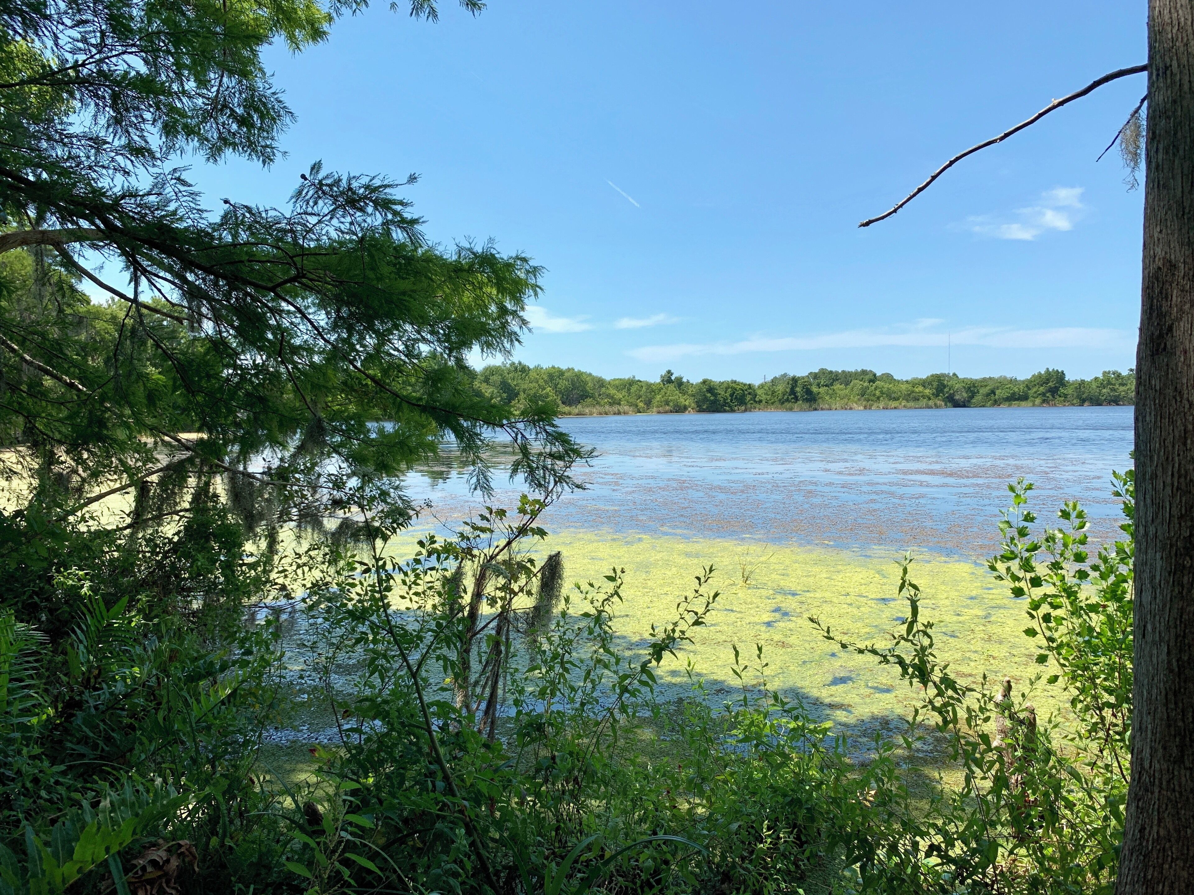 Hanging out at Lake Tarpin, Florida today...