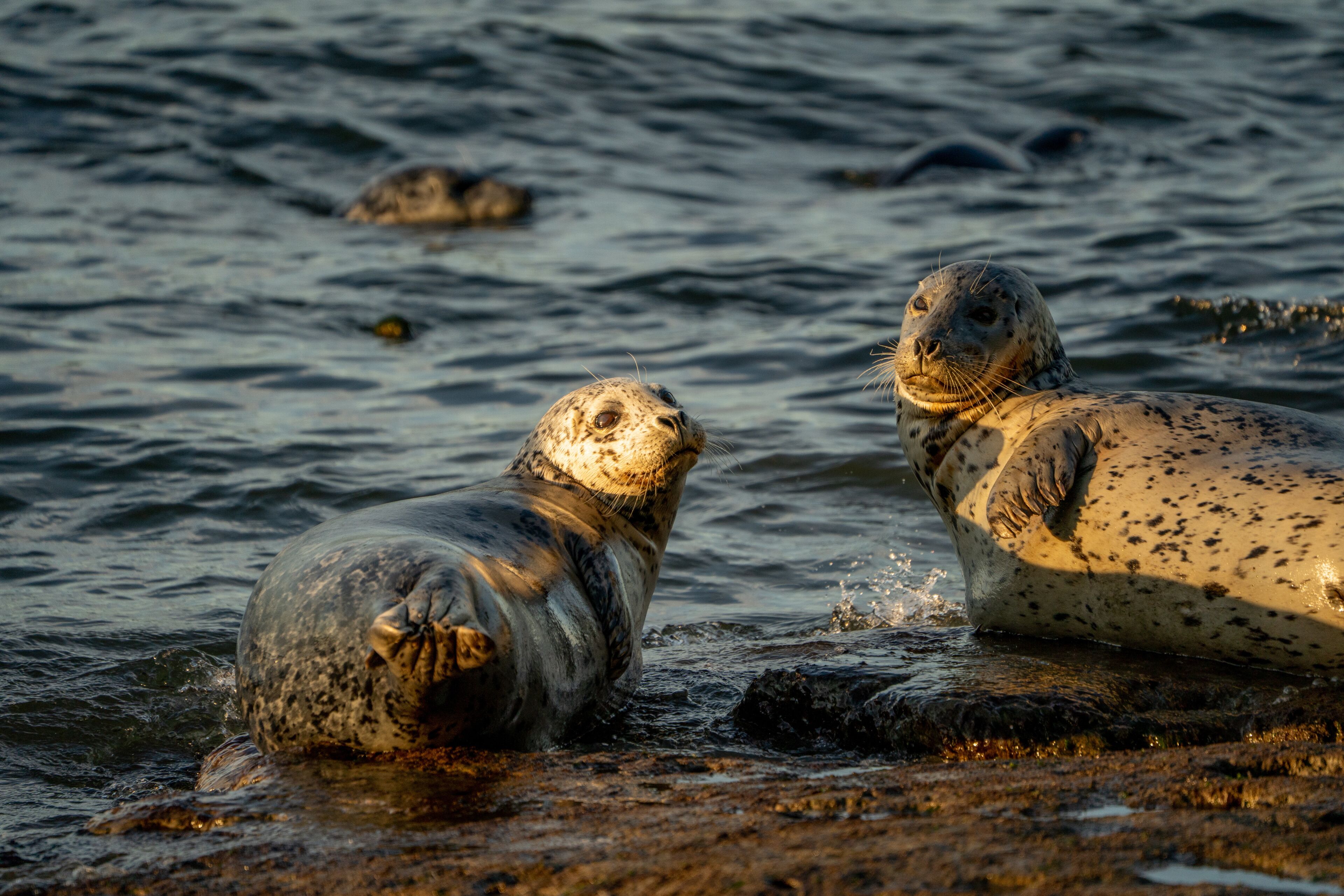 Seals Basking in Warm Sunset