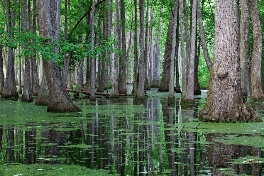 Cypress Swamp, Natchez Trace Parkway, Mississippi, USA