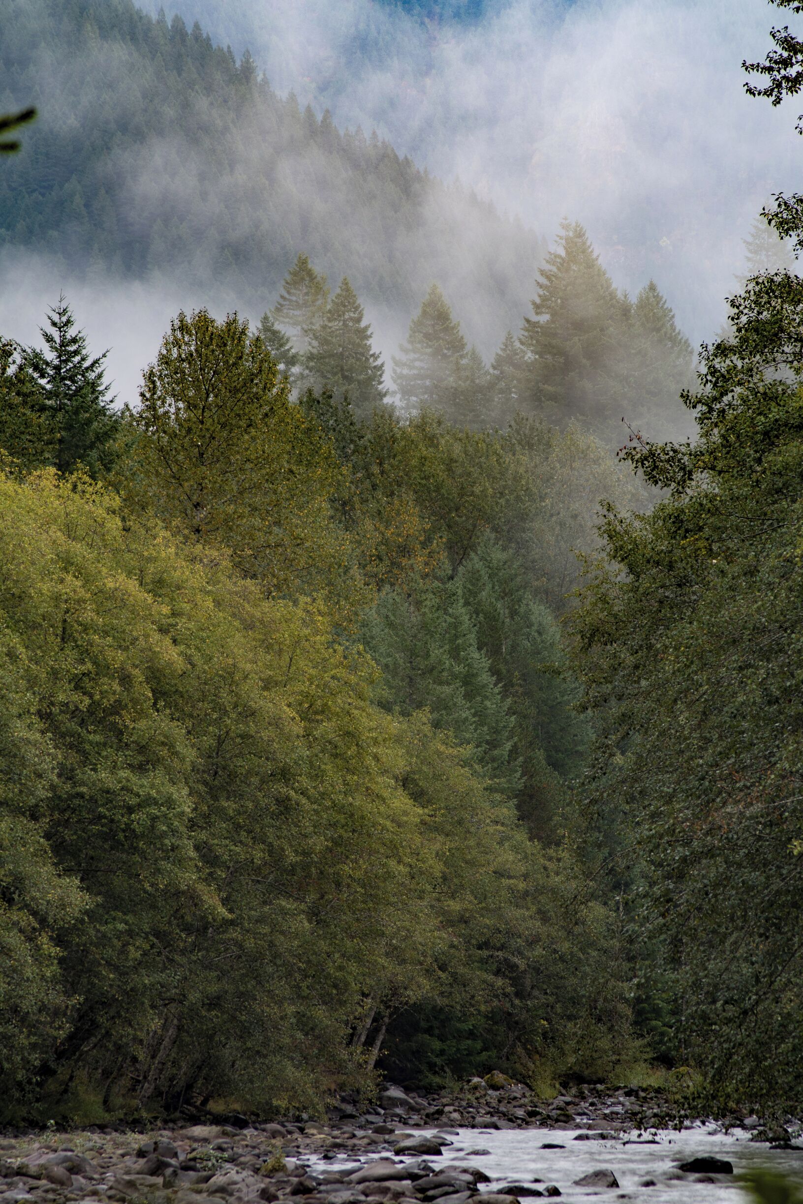 A forested river with dense trees and a misty atmosphere.
