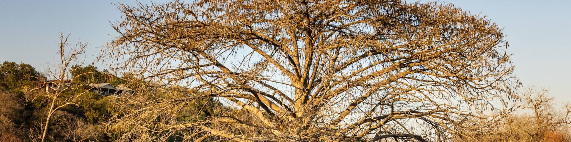 Large cypress tree reflects in the still water of the Comal River in Landa park New Braunfels in Texas