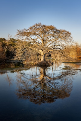 Large cypress tree reflects in the still water of the Comal River in Landa park New Braunfels in Texas
