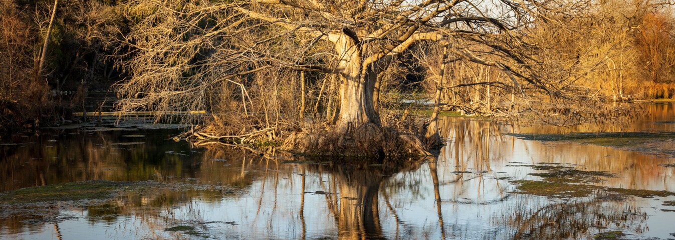 Large cypress tree reflects in the still water of the Comal River in Landa park New Braunfels in Texas