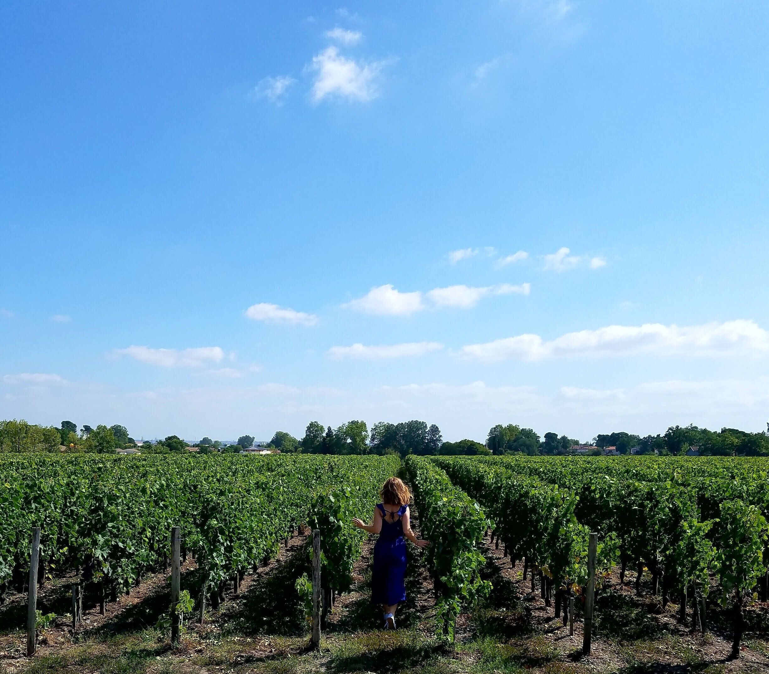 A vineyard with rows of grapevines under a clear blue sky.