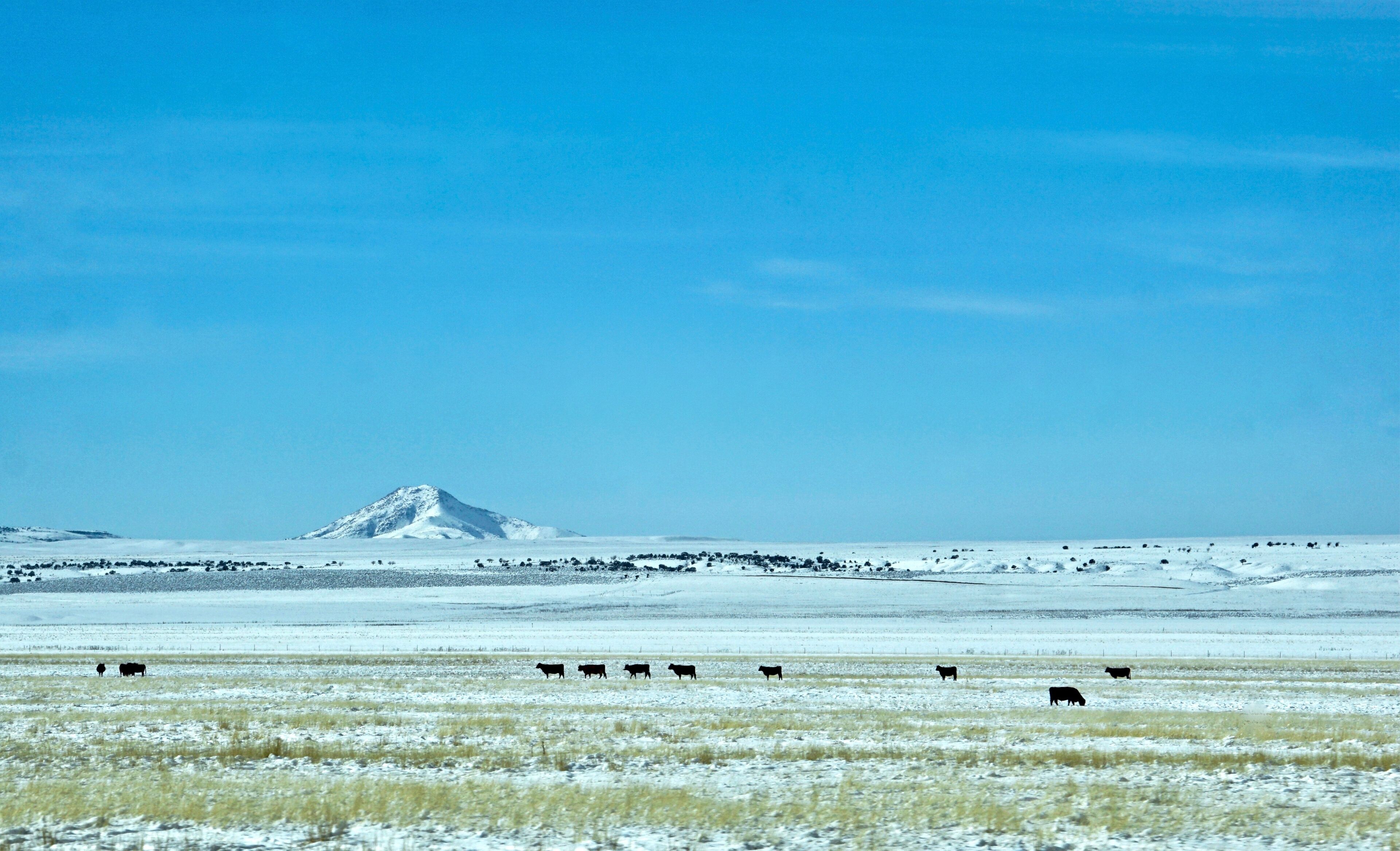 distant cattle on snowy field