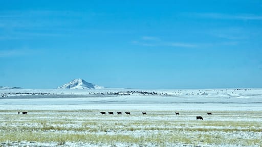 distant cattle on snowy field