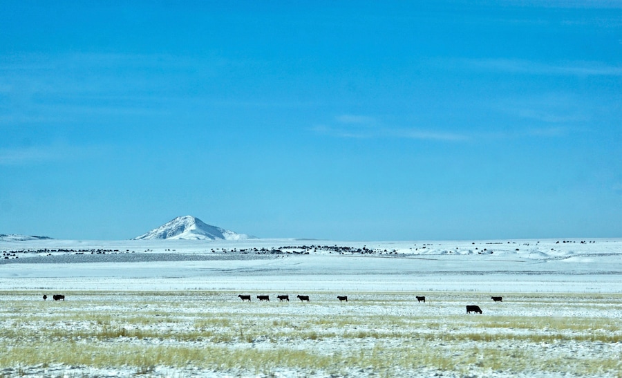 distant cattle on snowy field
