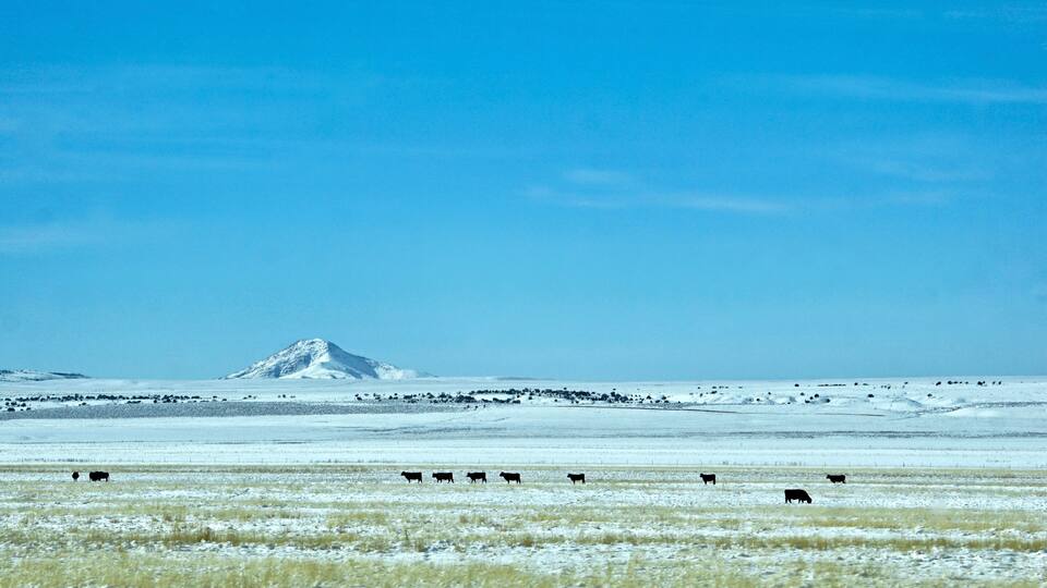 A snowy landscape with a herd of cattle grazing and a snow-capped mountain in the distance.