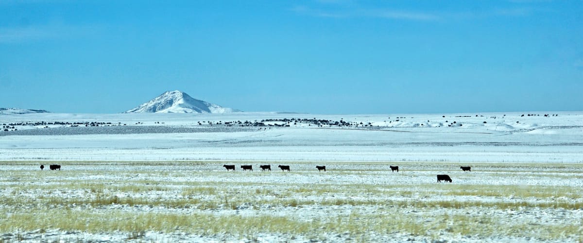 A snowy landscape with a herd of cattle grazing and a snow-capped mountain in the distance.