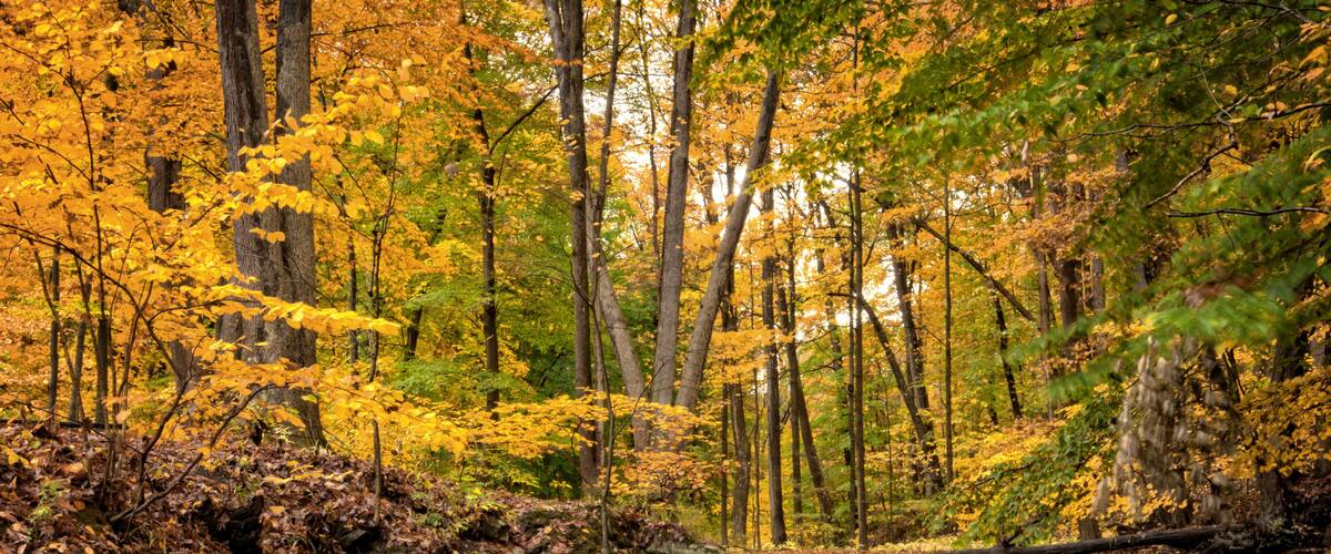A forest with a waterfall and autumn-colored trees.