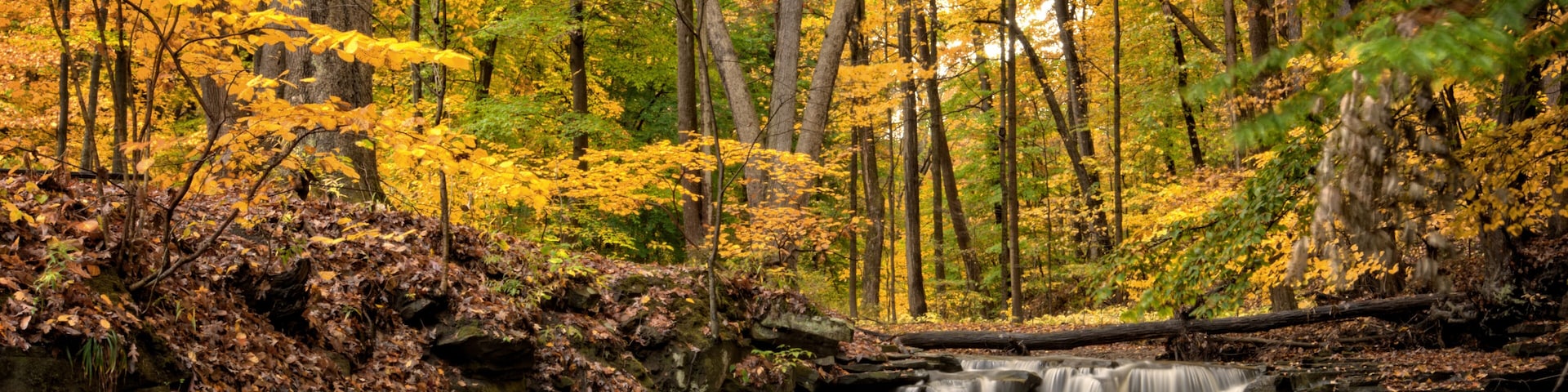 A forest with a waterfall and autumn-colored trees.