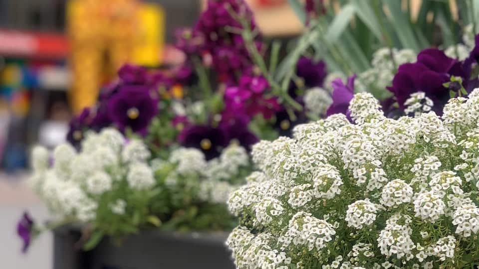 Small little white #flower