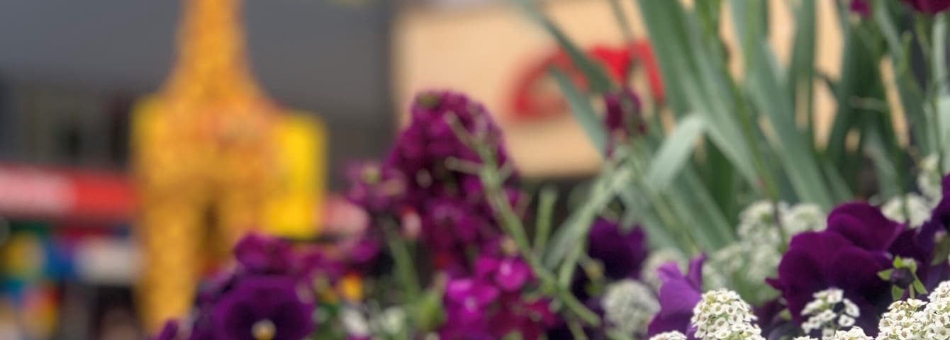 Small little white #flower