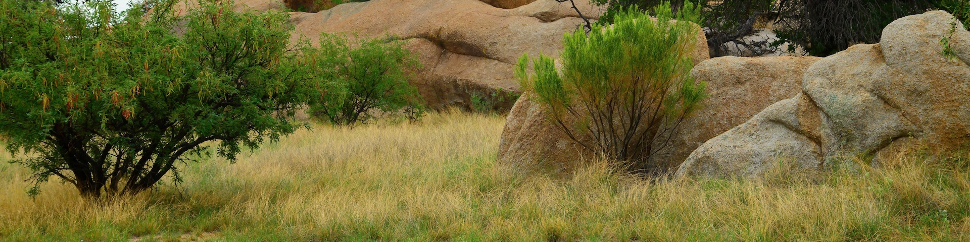 A rocky landscape with large boulders, sparse grass, and a few trees.