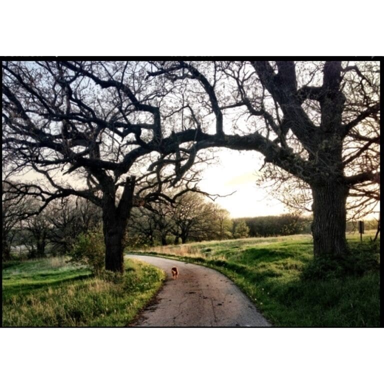 Nice trail for jogging or dog walks. #treetrove