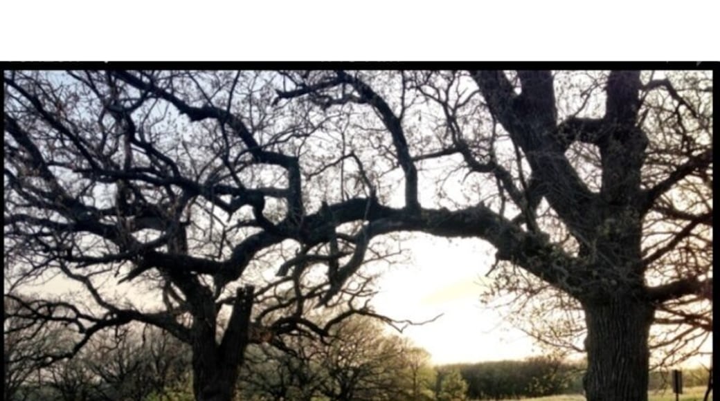 Nice trail for jogging or dog walks. #treetrove