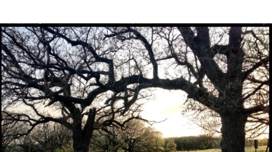 Nice trail for jogging or dog walks. #treetrove