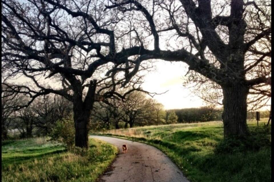 A rural path flanked by large trees, a clear sky, and a distant sunset.