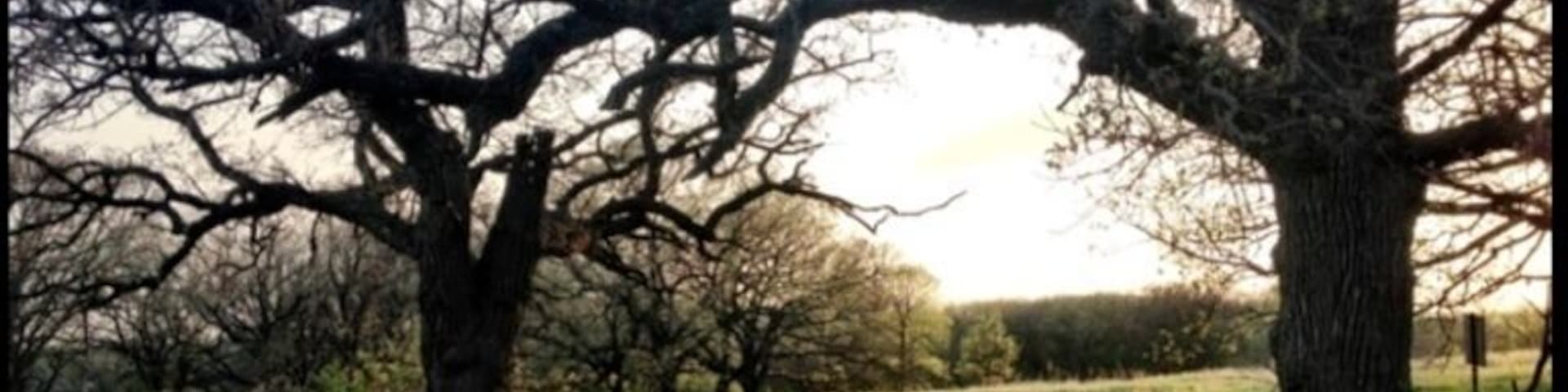 Nice trail for jogging or dog walks. #treetrove